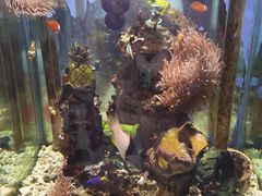 -太平洋海底世界