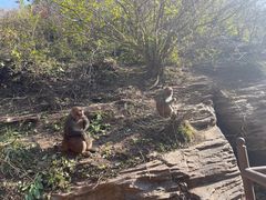 -大岭沟猕猴桃谷风景区