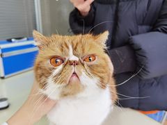 -芭比堂宠物医院·全科爱猫医院·仁德分院