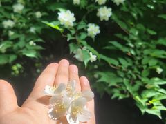 -黑龙江省森林植物园