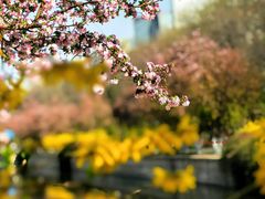 -海棠花溪(元大都城垣遗址公园)