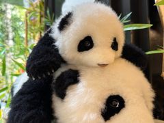 -轩客会(熊猫书店)