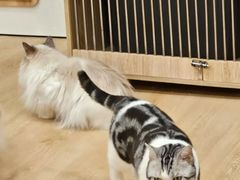 -有喵·猫咖·狗咖·30几只猫10只小狗(岗厦店)