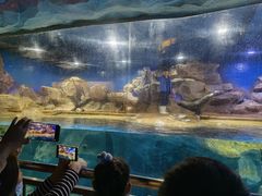 -芜湖新华联大白鲸海洋公园