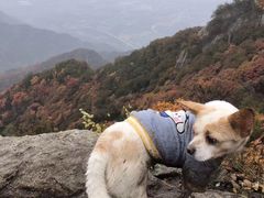 -特一安24小时宠物医院·骨科·中兽医