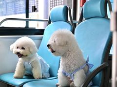 -帕帕拉兹宠物(亚洲旗舰店)