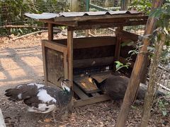 -瑞丽独树成林风景区