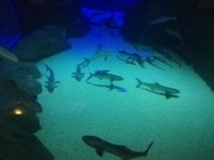 -成都浩海立方海洋公园