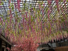 -南汇水蜜桃采摘(大团店)