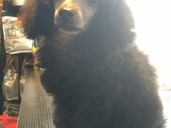 -唐小姐の猫狗洗护·购宠旗舰店(周浦万达店)
