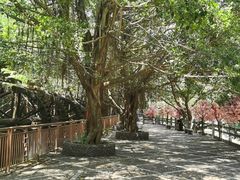 -四会奇石河风景区