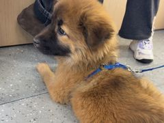 -瑞派伍一宠物医院·眼科·骨科·猫科转诊中心(马王堆院)