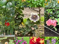 -中国科学院西双版纳热带植物园