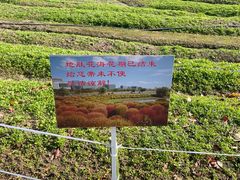 -春花秋色城市公园