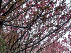-高东镇樱花园