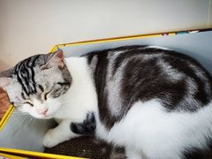 -李小姐の猫咖啡馆(五角场店)