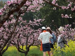 -田园东方蜜桃村的田野营地