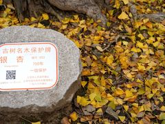 -上海佘山国家森林公园天马山园