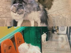 -猫咪博物馆(顶澳仔猫街店)