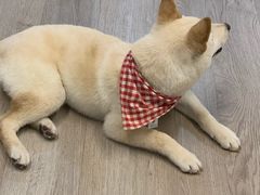 -柴迷FANS CLUB·柴犬狗咖·猫咖