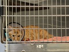 -艾贝尔宠物医院·24H转诊中心·肿瘤猫专科(江宁双龙店)