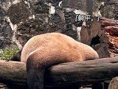 -都江堰中华大熊猫苑