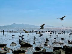 -深圳湾公园(南山区)