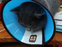 -康成宠物医院24H·CT·核磁共振