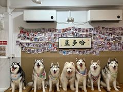 -星多哈·狗咖·拼豆·咖啡