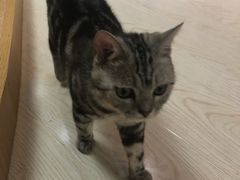 -猫和宫(六道口店)
