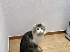 -1013 PET SHOP精品宠物商店(丁香店)
