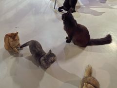 -豆逗聊愈猫阁Easy Life