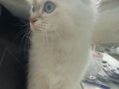 -博特宠物医院24h犬猫全科.骨科·异宠
