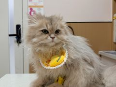-瑞派康怡24h宠物医院·犬猫医疗中心·微创绝育(瑞景分院)