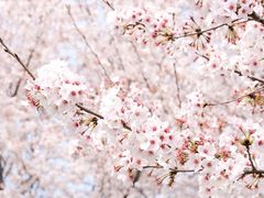 -古柏渡丰乐樱花园