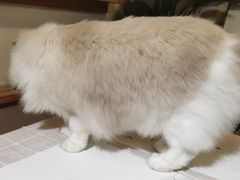 -吉丁鸟咖·异宠·寄养