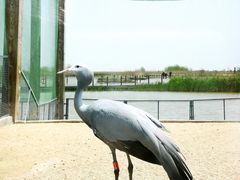 -盐城丹顶鹤湿地生态旅游区