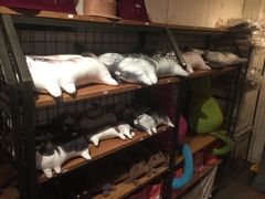 -猫咪博物馆(顶澳仔猫街店)