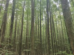 -山王坪喀斯特国家生态公园