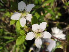 -桑洲油菜花景区