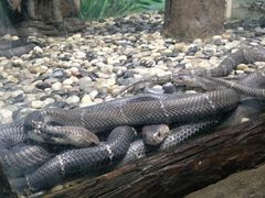 -石家庄市动物园