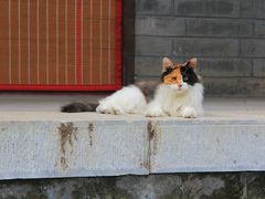 -白云观