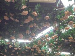 -山西派(桥东街店)