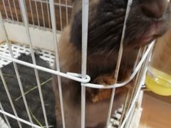-猫猫幼稚园·撸猫·桌游·电玩
