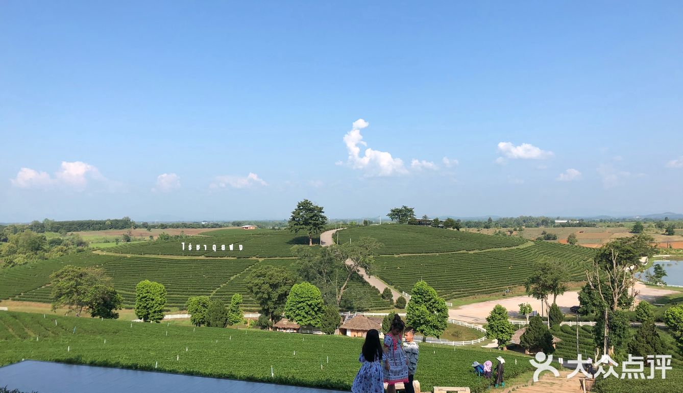 翠峰茶园虽然开车过来山路十八弯