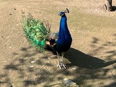 -哈尔滨北方森林动物园