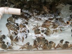 -喜洋洋蟹庄(阳澄湖店)