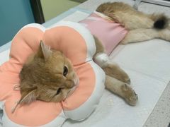 -天宠宠物医院24小时·急重症诊疗中心·全科·腔镜特色(和平分院)