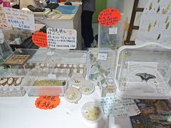 -上海大自然野生昆虫馆(东方明珠·爬宠昆虫探索中心)