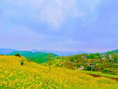 -桑洲油菜花景区